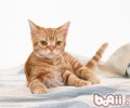 猫咪吐猫粮的原因和解决方法