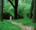 教你搞定猫咪和狗狗共处问题