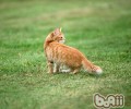猫咪不回家的原因及应对办法