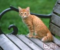 猫咪多大断奶最合适