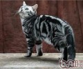 猫砂盆该怎么整理