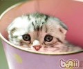 猫咪会游水吗