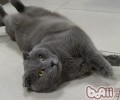 接近猫咪的办法有哪些