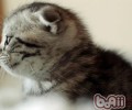 你家猫咪吃的是否是安全猫粮