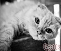 猫咪不认人是真的吗