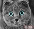 猫咪喝奶粉有哪些注意事项
