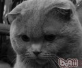 苏格兰折耳猫掉毛多吗