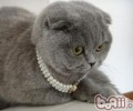 猫咪乱磨爪的解决办法
