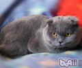 猫咪为什么喜爱按摩