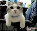 猫咪为什么喜爱钻盒子