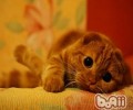 苏格兰折耳猫饲养办法