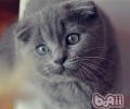折耳猫吃什么猫粮好