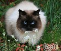 夏日猫猫剃毛必备东西