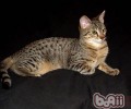 选购宠物埃及猫办法有哪些