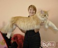 缅因猫好养吗