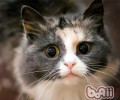 挪威森林猫养殖注意事项