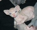 加拿大无毛猫选购