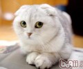 折耳猫练习之怎么练习折耳猫用猫砂盘
