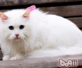 猫咪五个意外受伤紧迫处理办法
