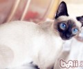 这些药对猫咪有害你知道吗