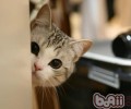 怎么领养到健康猫咪