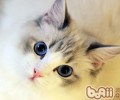 猫咪常常洗澡好吗