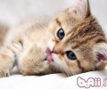 怎么让猫咪舒畅的度过夏天