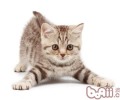 为什么吃猫粮的猫咪才是健康的