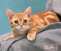 猫咪进新家怎么照料