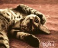 都市白领合适养殖的猫咪