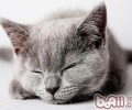 猫咪长时间食用鸡肝好吗