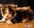 猫咪散养好不好