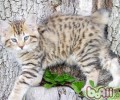 猫咪急救办法你知道多少