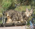 猫咪节后综合症解决方案