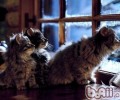 纠正猫咪乱磨爪子的习气