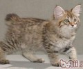 养殖两只猫咪你做好预备了吗