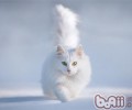 土耳其安哥拉猫价格