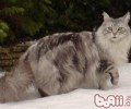 怎么让猫咪火车邮寄更安全