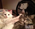 怎么让猫咪健康食用猫饭