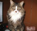 猫咪争吵前有哪些预兆