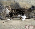 在抚摸猫咪时猫咪为什么会遽然争吵