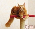 猫咪洗牙和牙齿日常护理须知