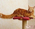 猫咪牙结石的构成和症状