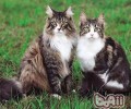 如何做一名合格的猫主人之猫咪饮食