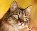 小长假怎么让猫咪单独安全在家
