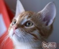 养殖猫咪家庭夏天怎么去异味