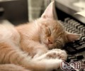 怎么让猫咪养成好好吃饭的习气
