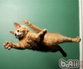 怎么添加猫咪的饮水量