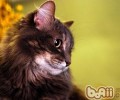 10公斤的大包猫粮怎么保鲜