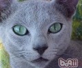 猫咪腹泻怎么护理